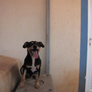 Χέρμαν – Hermann