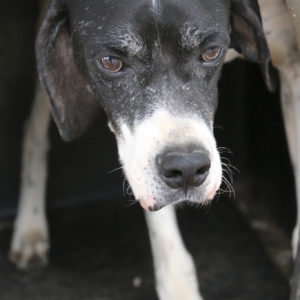 ♡ ♥ Άλμπους – Grandpa Albus ♡ ♥