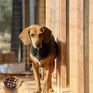 Αλίσα – Alisha