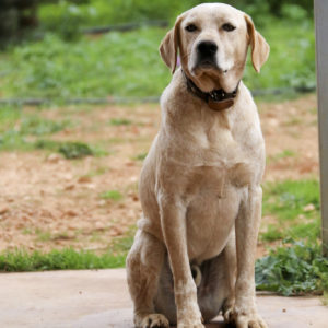 Νάρκισσος – Narcissus