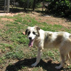 Χάιντι – Heidi