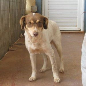 Χανελόρε – Hanellore