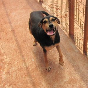 Μινέρβα – Minerva