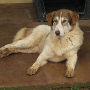 1654404_744730405545501_1859246386_n