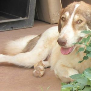 Δαλιδά έκκληση βοήθειας