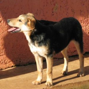 Μάγκνετο – Magneto