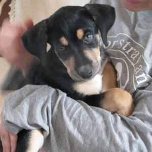 Στέβη – Stevi