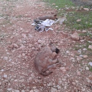 Εγκαταλείψεις