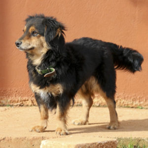 Λέμον –  Lemon