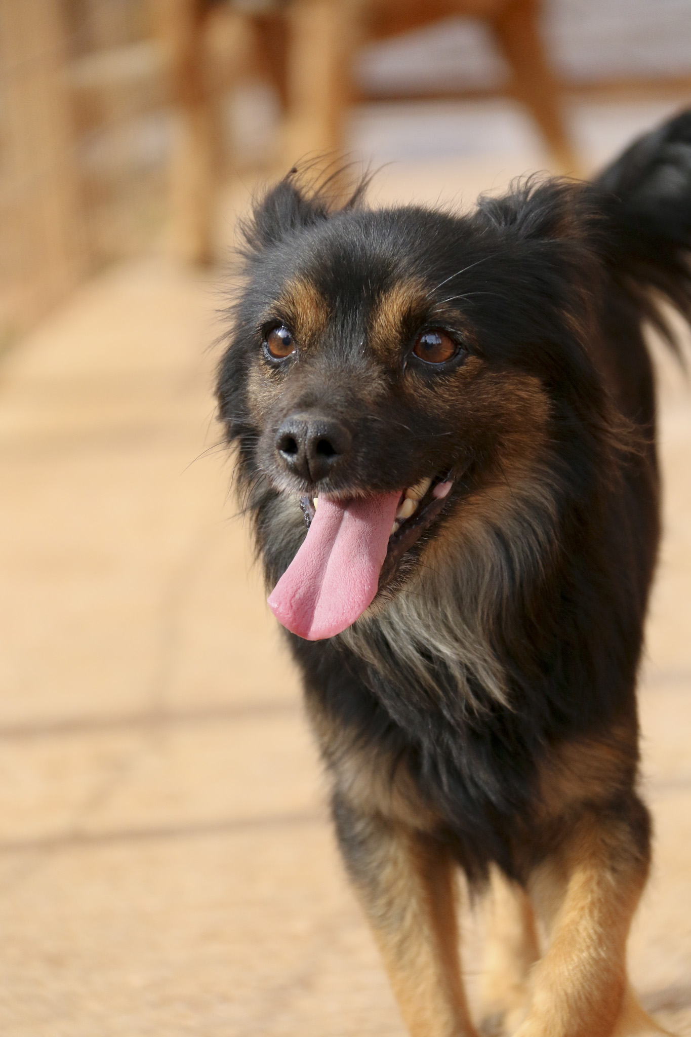 Read more about the article SweetPea