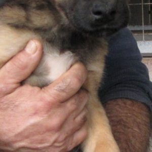 Θάντερ – Thunder