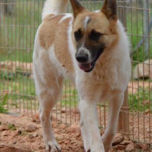 Μπάμπι – Bambi