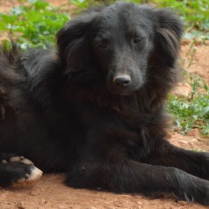 Κάρμπον – Carbon