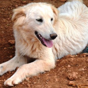 Φρίσμπι – Frisbee