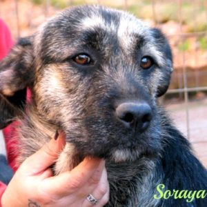 Σοράγια – Soraya