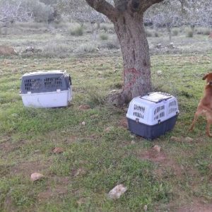 Μέτρα για τις εγκατάλειψεις στο Καταφύγιο μας