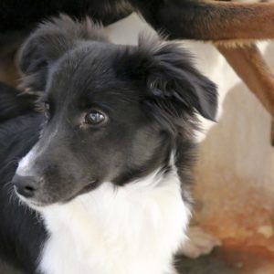 Τζόλυ – Jollie