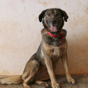 Τσάριτυ – Charity