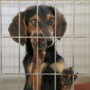 Πίνκυ – Pinky