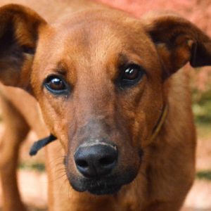 Καπουτσίνο – Cappuccino