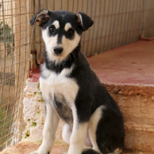 Μπόνυ – Bonnie