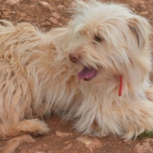 Μπάρμπι – Barbie