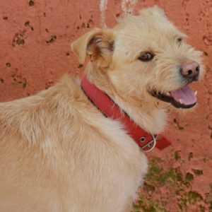 Κάπτεν – Captain