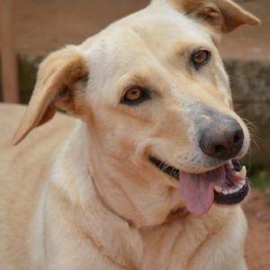 Ντανιέλα – Daniella