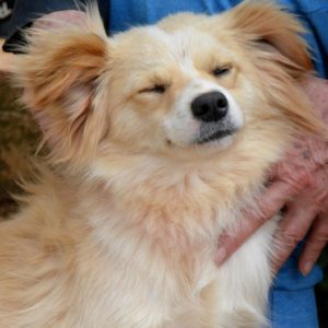 Τζέσε – Jesse James