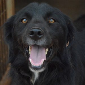 Νέστωρ – Nestor