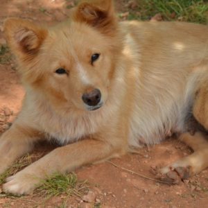 Πρίτυ – Pretty