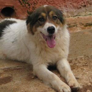 Σελένα – Selena