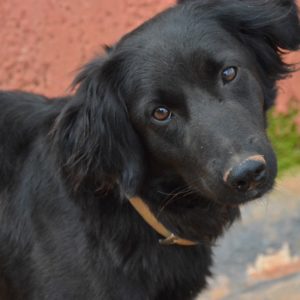 Γιολάντα – Yolanda