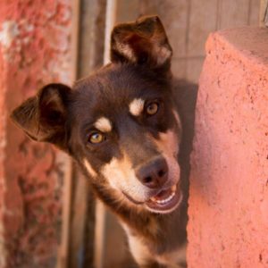 Αζαλέα – Azalea