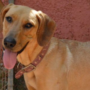 Καρνέισον – Carnation