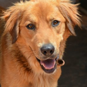 Μίστερ Μπράουν – Mr. Brown