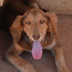 Σνίκερς – Snickers