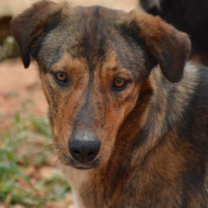 Βερένα – Verena