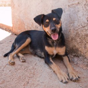 Κένυα – Kenya