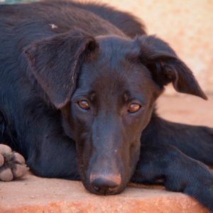 Σέιντ – Shade