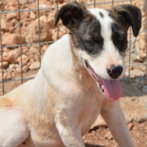 Άλτζιντα – Algida