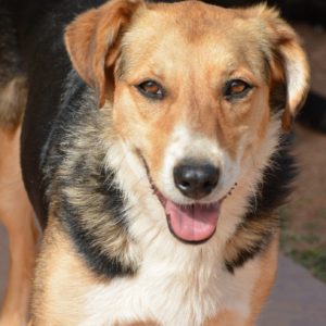 Κάσσια – Kassia