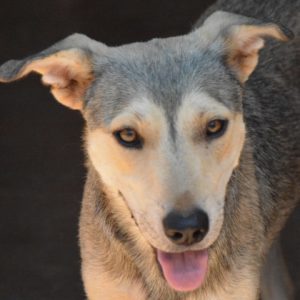 Σάλμα – Salma