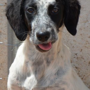 Εστρέλλα – Estrella