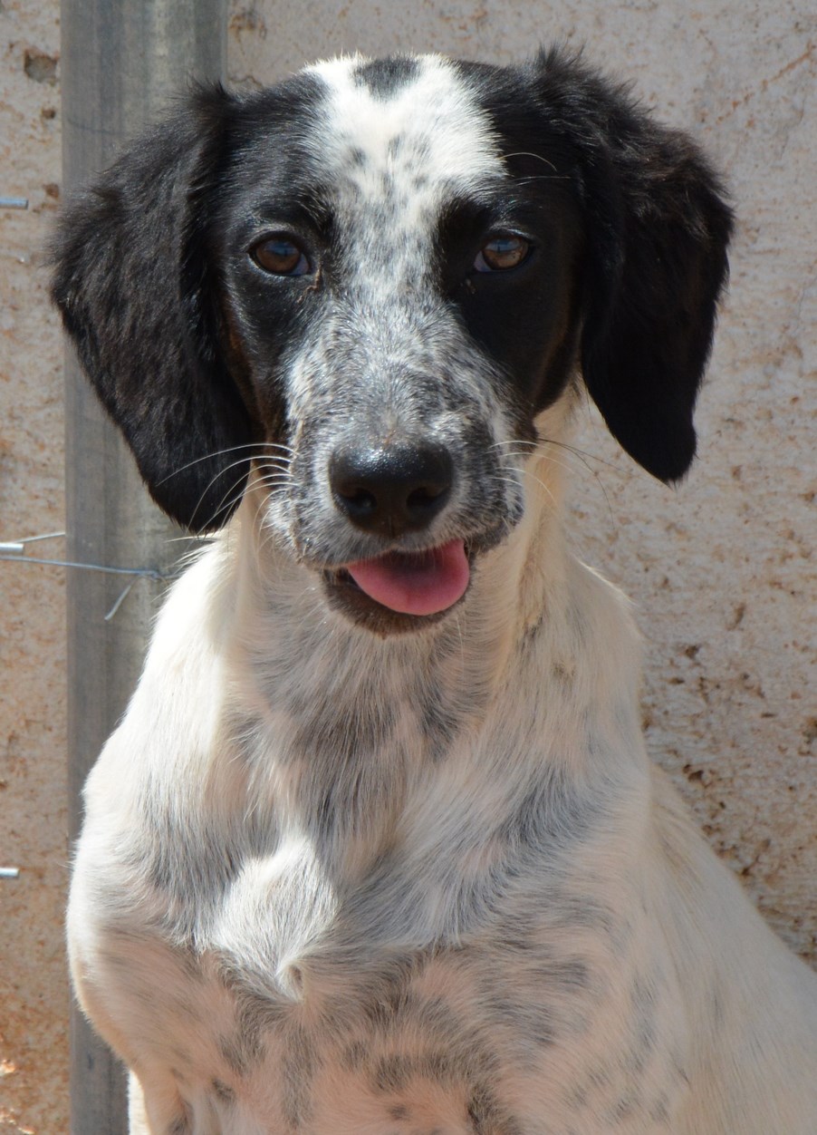 Read more about the article Εστρέλλα – Estrella