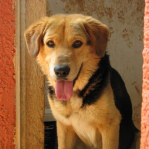 Αρίστος – Aristos