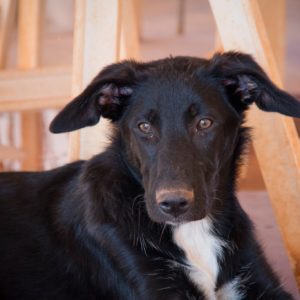 Λάιανο – Leiano