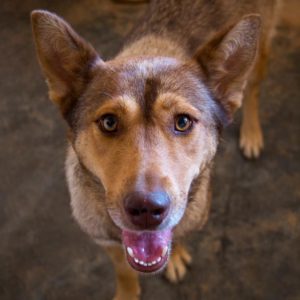 Άφρικα – Africa