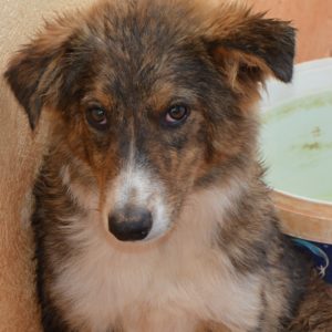 Σεσίλ – Cecil