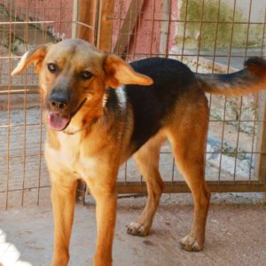 Ράστα – Rasta